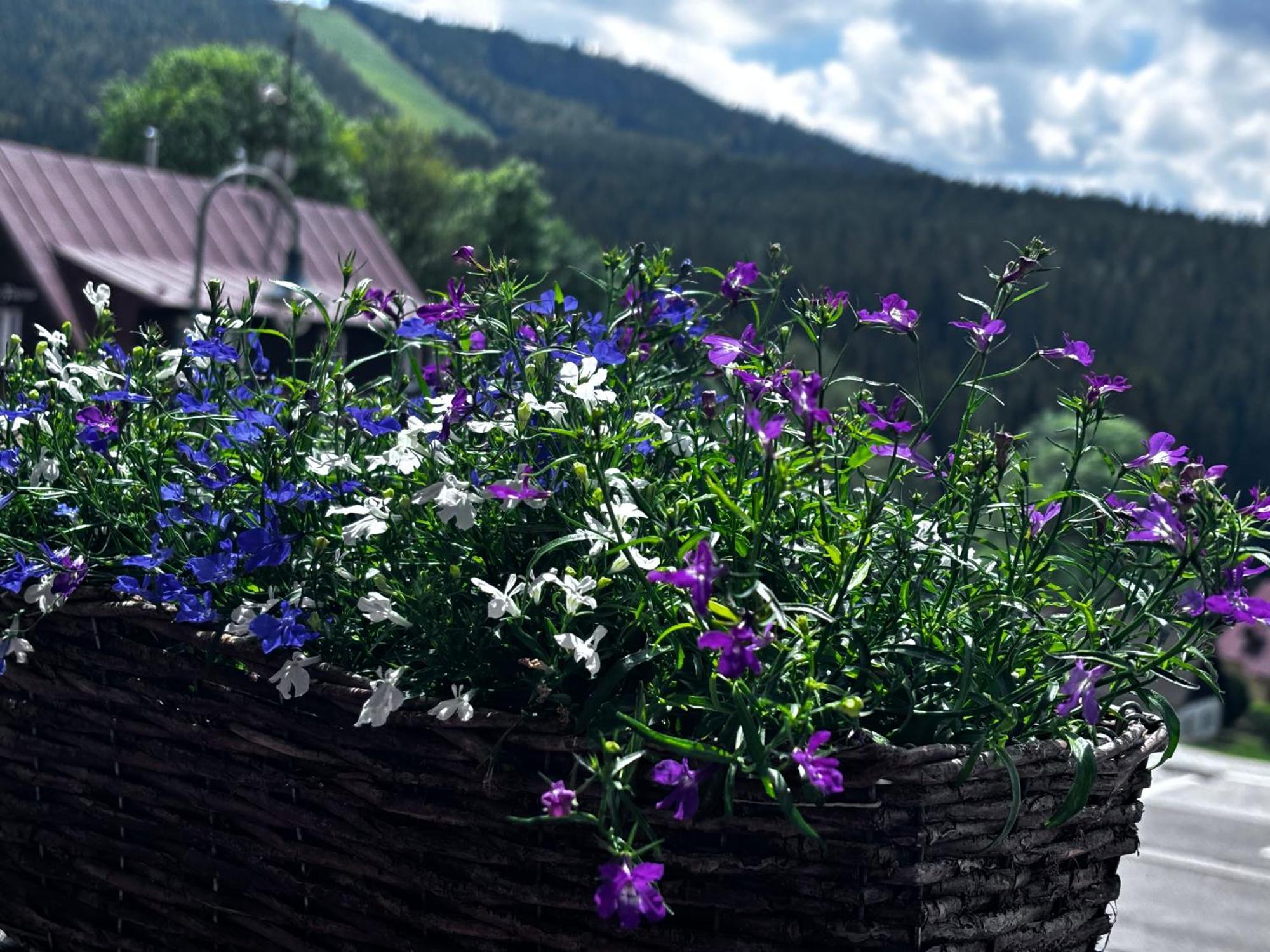 Penzion Verde Rosa Harrachov Esterno foto